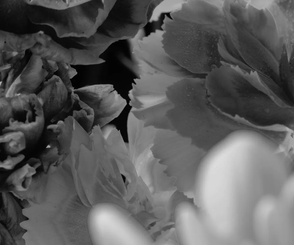 flower black and white